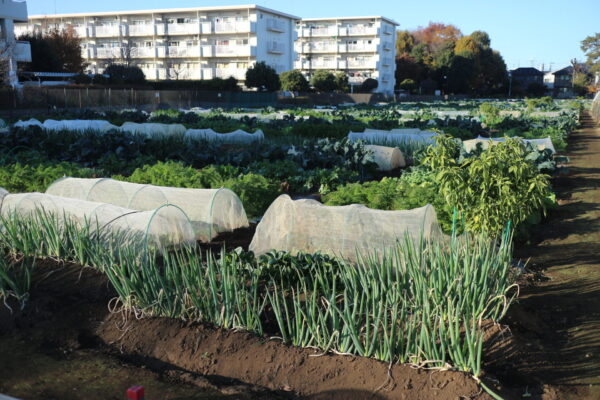 農園見学　体験塾「畑のおじさん」
