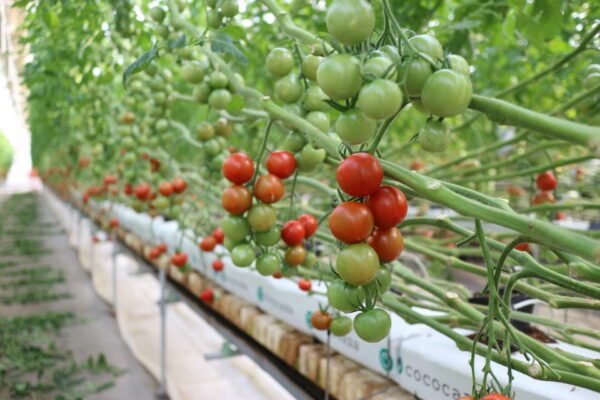 農園見学「うちで農園」