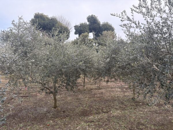 農園見学「天神山須藤園」